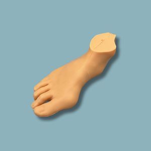 bone model