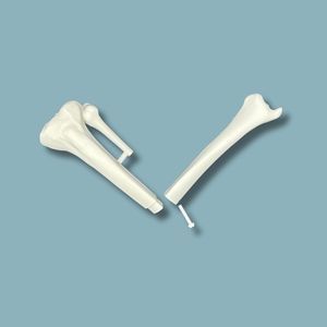 tibia anatomical model