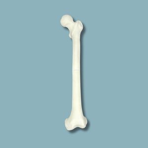 femur anatomical model