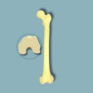 femur anatomical model