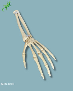 bone model
