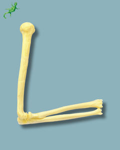 elbow anatomical model
