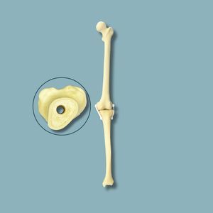 knee model