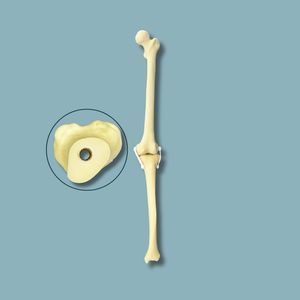 knee model