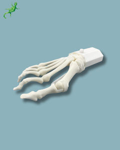 foot anatomical model