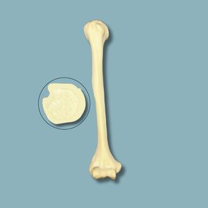humerus anatomical model