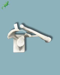 clavicle anatomical model