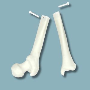 knee model
