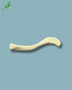 clavicle anatomical model