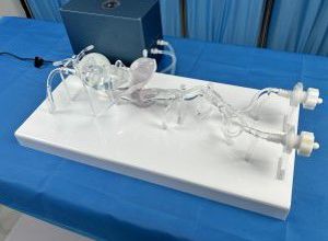 artery vascular model