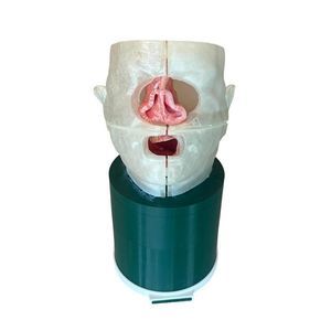larynx phantom