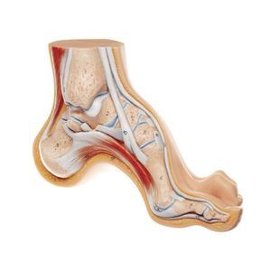 foot anatomical model