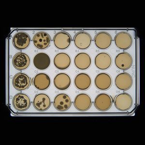 colony imager