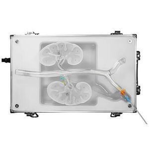 kidney vascular model 1
