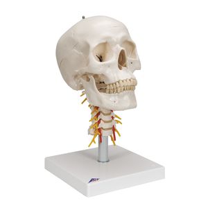 Skull model - A20 - 3B Scientific - for teaching / articulated