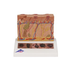 skin anatomical model