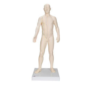 whole body anatomical model