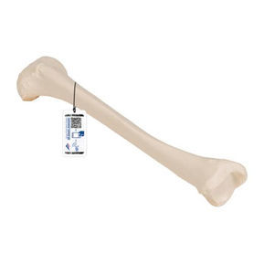 bone model