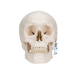 skull model