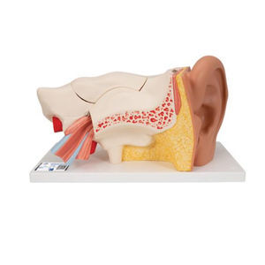 inner ear model