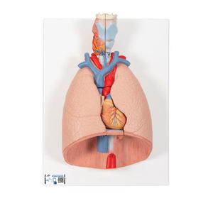 lung model