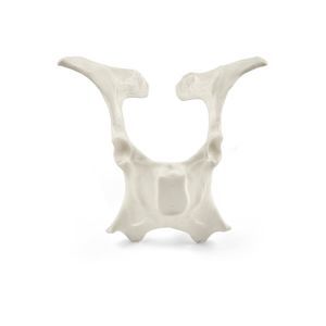 pelvis model