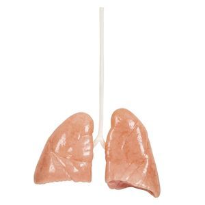 lung model