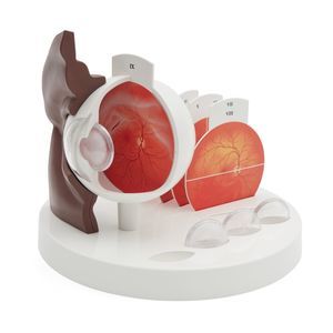 eye anatomical model 1