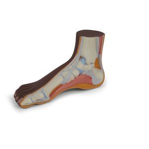 foot anatomical model 1