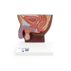 pelvis model 1