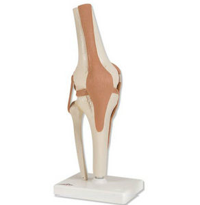 joint model / knee / for teaching