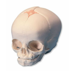 skull model
