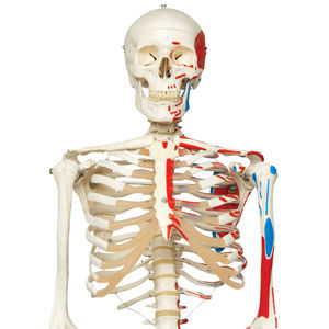skeleton model