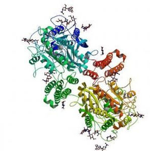 native antigen