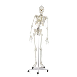 skeleton model