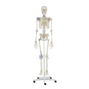 skeleton model