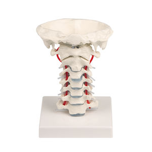 cervical spine model