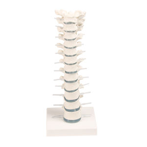 thoracic spine model / for teaching