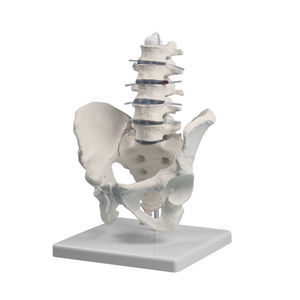 pelvis model