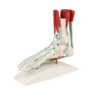 foot model / training / with musculature