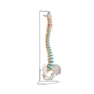 Erler-Zimmer Spine anatomical models - All the products on MedicalExpo