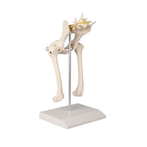 pelvis model