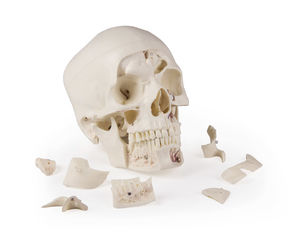 skull model