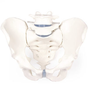 pelvis model