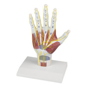 hand anatomical model