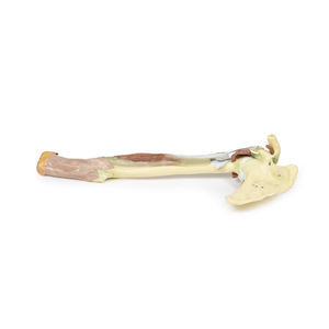 arm anatomical model