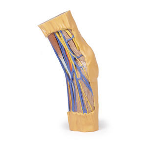 arm anatomical model