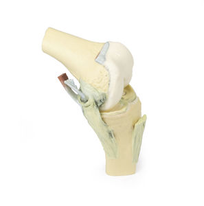 knee model