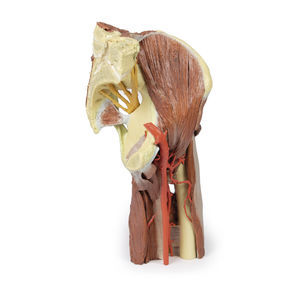 lower limb model