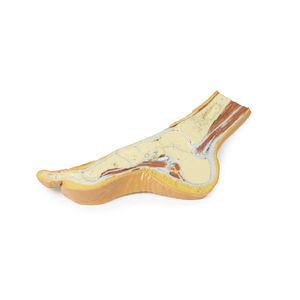 foot anatomical model